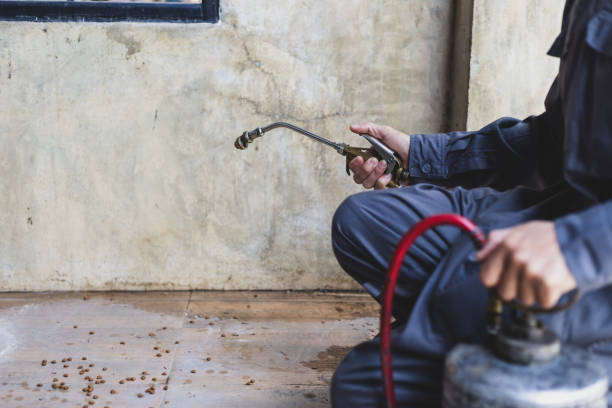Best Rat Extermination Near Me  in Lamar, SC